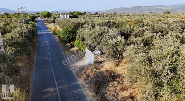 Efendi Mahallesinde Satılık Zeytinli Tarla