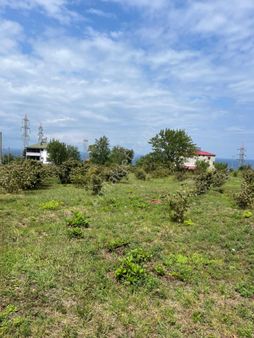 Vakfıkebir Yalıköy’de Satılık Arsa + Fındıklık | 1.299 M², Yola Cepheli, Düz Arazi