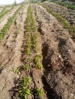 Ayaş Başbereketde Satılık Tapulu Hobi Bahçesi Elektrik Su Mevcut