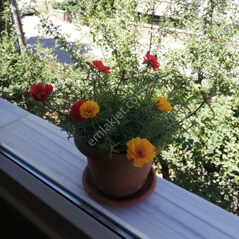 Kahramanmaraş Göksun Da Müstakil Ev