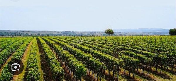 Yılmaz Mahallesinde Satılık Bağ