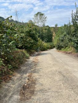 Vakfıkebir Yalıköy’de Satılık Arsa + Fındıklık | 1.637 M², Yola Cepheli, Düz Arazi