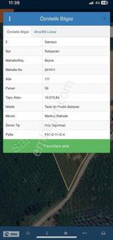 Samsun Salıpazarın Da Fırsat Fındık Bahçesi