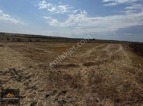 Alacaoğlu Çengelli Arası Asfalt Cephe 1.550 M2 Arazi