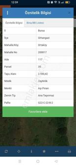 Bursa Emlak Alem-i Ortaköy De 2.588 M2 Zeytinlik Acil Satılık