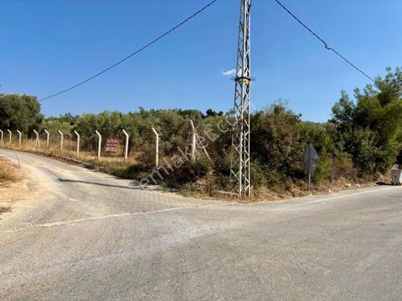 İzmir Torbalı Yoğurtçular’da 5200 M2 Zeytinlik