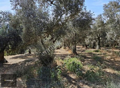 İznik Derbent Mah.satılık Göl Manzaralı Zeytinlik.