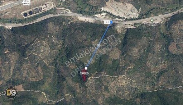 Bursa Gemlik Umurbey Yatırımlık Zeytinlik