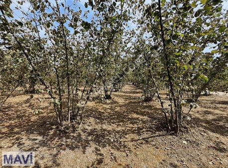 Kazimiye De 5.088 M² Elektrik Ve Suyu Bulunan Satılık F.bahçesi