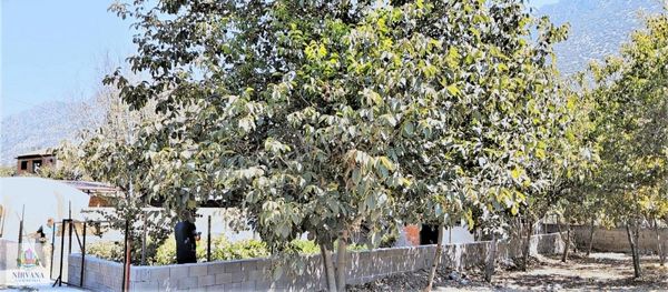 Acıpayam Yumrutaş'ta Köy İçi 376 M2 Arsa