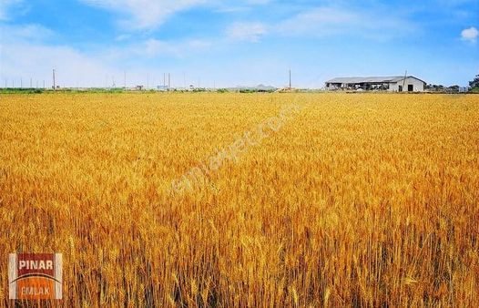 Pınar Emlak'tan Elmalık'ta Satılık Tarla