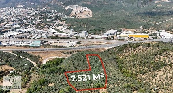 C21 Cius;umurbey'de İmara 400 Metre Mesafede 7521 M2 Zeytinlik