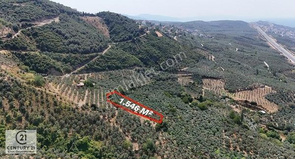 C21 Cius; İmara 350 Metre Mesafede 2958 M2 2 Parsel Zeytinlik