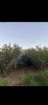 Sevgi Emlaktan Demirli Mahalesinde Satılık Fındıklık Bahçesi