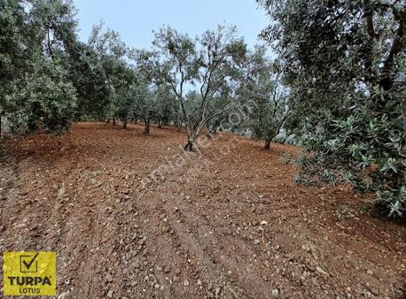 7,390 M2 Satılık Bakımlı Zeytinlik- Menderes Bulgurca