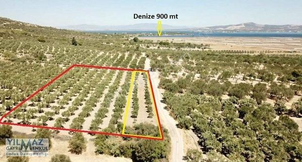 Çaltıdere'de Denize Yakın Asfalt Yolu Olan Satılık Zeytinlik