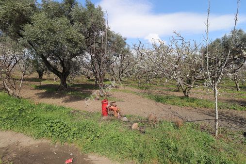 Kemalpaşa Bağyurdunda Satılık 5613 M2 Bahçe