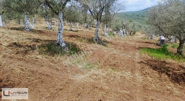 Muratobada Kaçırılmayacak Fırsat Bakımlı Ve Kayıtlı Zeytinlik