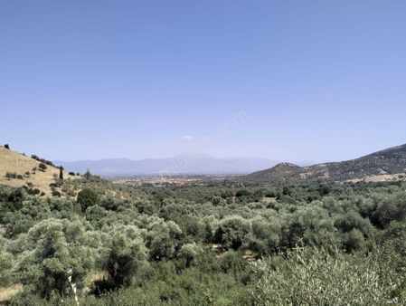 Tire Kireli Mah.'ne 300 Mt Mesafede Tek Tapu 10 Dönüm Zeytinlik