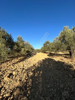 Balıkesir / Gömeç Hacıhüseyinler Mahallesinde Satılık 2.272 Metrekare Zeytinlik