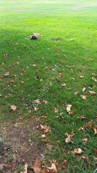 Silivri Fenerköyde 40,500m Satılık Düşeş Kazandıracak Arsa No:355