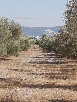 Aydın Didim Fevzipaşa'da İmar Bölgesine Yakın Satılık Kupon Zeytinlik