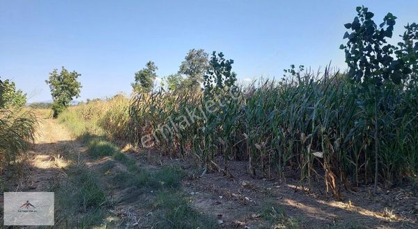 2 Yaşında Kavak Ekili Resmi Yolu Olan Satılık Arazi