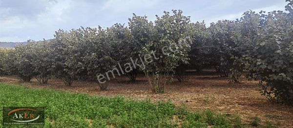 Akyazı Merkeze Yakın 5.450 Metrekare Müstakil Tapu Fındıklık
