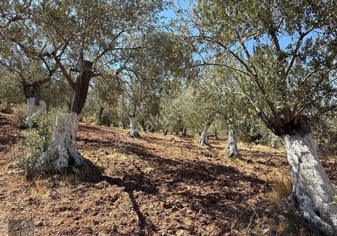 Kuyualan Da Yatırımlık Zeytinlik