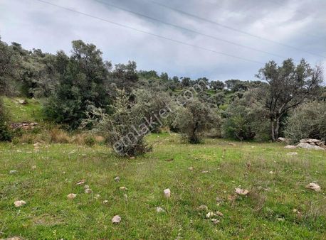 Yıldırım Mühendislikten Ören / Bayır Mah. "2300 M2 Zeytinlik"