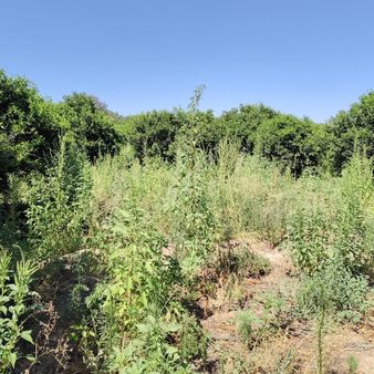 İsabeyli Atça Arası Ana Yola Bi Parsel Arkası Köşe Konum Bahçe