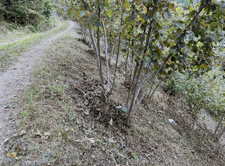 Altın Emlak Trabzon Esiroğlunda Satılık 1500 Metre Kare Arazi