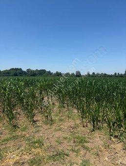 Yuvam Arsa Ofisi Sakarya Akyazıda Muhteşem 19.700 M2 Fırsat Arsa