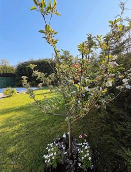 Yuvam'dan Sapanca Doğa Manzaralı Satılık 4+1 Dubleks Villa