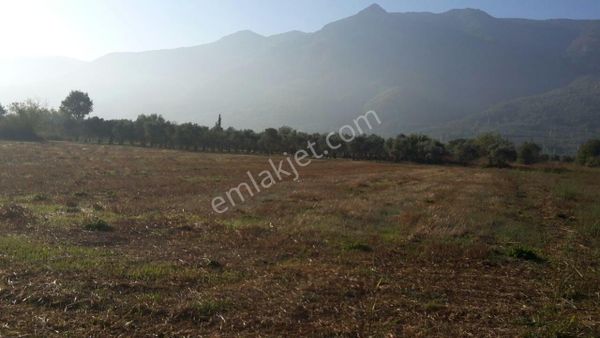 Bursa / Orhangazi Satılık Fırsat Tarla