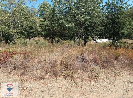 Sapanca Memnuniye'de Kadastral Yola Cephe 1.001m2 Fındık Bahçesi