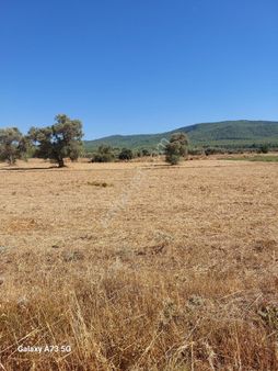 Milas Demircilerde Satılık Zeytinlik