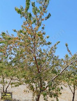 Satılık Badem Bahçesi 25000 Metrekare