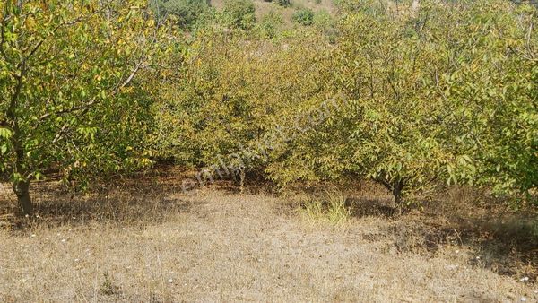 Bursa Yenişehir Kozdere'de Yetişkin Ceviz Bahçesi