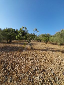 İzmir Selçuk Sultaniye Köyünde Satılık 13500m2 Zeytin Ve İncir Bahçesi
