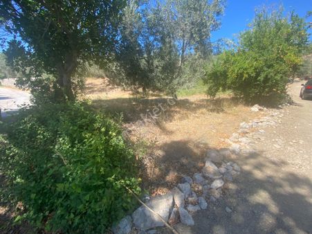 Olcaysu'dan Köşe Parsel,kadastro Yoluna Cepheli Değerli Zeytinlik!!