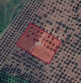 Zeytin Şehri Akhisar’da Fırsat Arsa