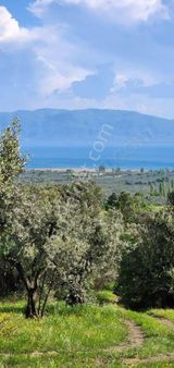 Bursaemlakalem-iüreğil De 1.612 M2full Manzaralıfırsat Zeytinlik