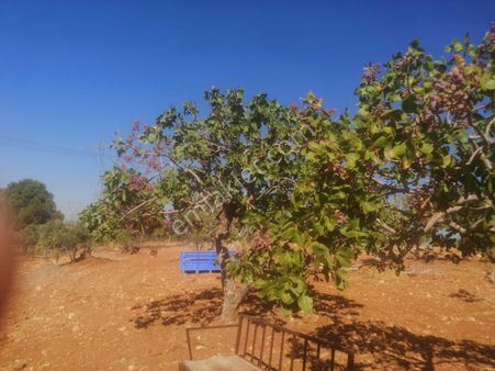Karaköprünün Gözde Mahallelerinden Olan Tülmen De Satılık Villa Yapımına Müsait Süper Yer