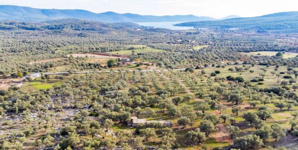 Milas'ın Yükselen Değeri: Kazıklı'da 6412 M² Satılık Zeytinlik