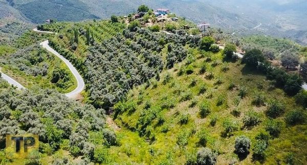 Tire'nin En Büyük İncir Ve Zeytin Bahçesi Satılık'tır