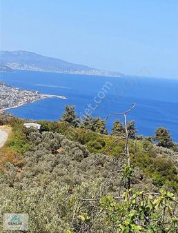 Gemlaktan Kurşunlu Da Arazi Zeytinlik