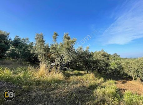 Bursa Mudanya Çepni Mah Satılık Tarla