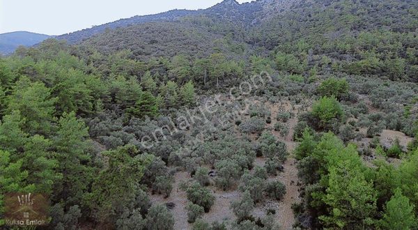 Seydikemer Kabaağaç Mahallesi 11.000m2 Zeytinlik