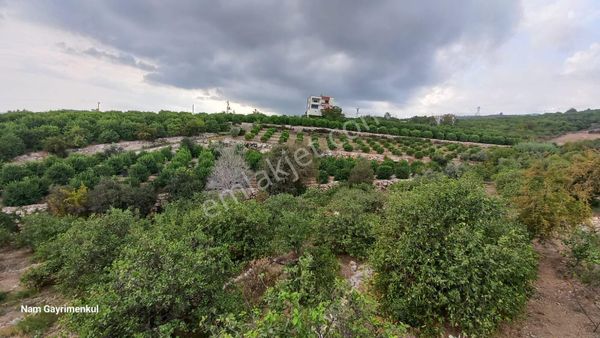Mersin Erdemli Çiftepınar Mah Satılık Limon Bahçesi